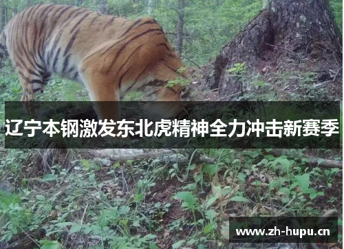 辽宁本钢激发东北虎精神全力冲击新赛季 辽宁本钢激发东北虎精神全力冲击新赛季